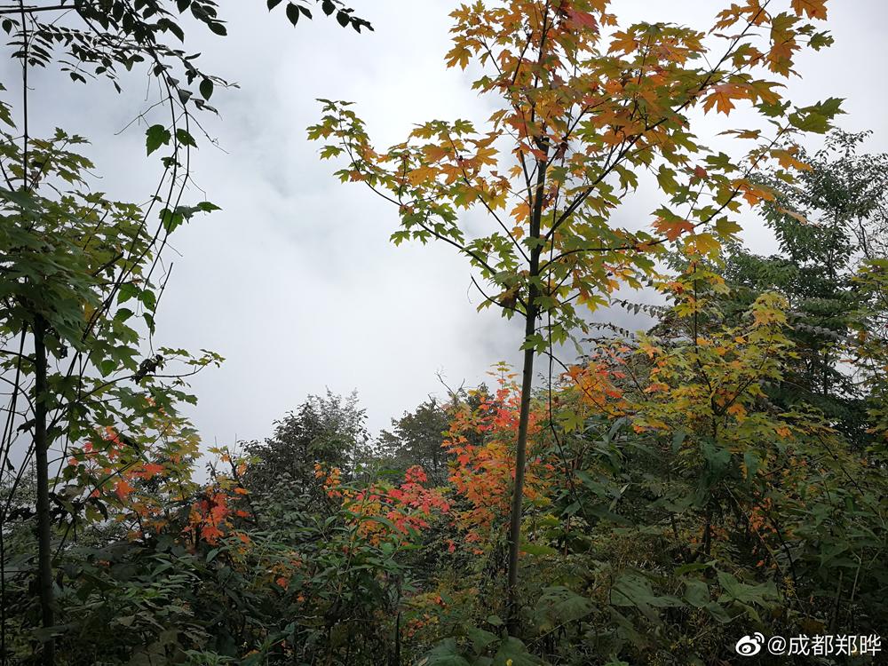 成都周边一日游免费景点推荐,成都温江十大景点免费