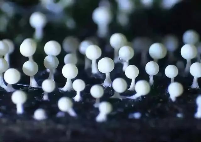 除霉神器,哪些好用又便宜的去霉神器