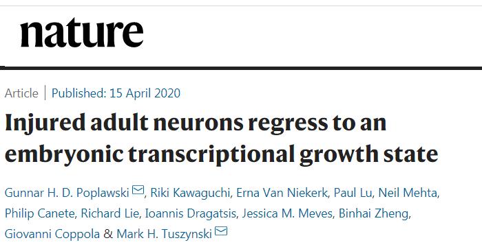 Nature：成年脑细胞受损后，会恢复到胚胎态势进行自我修复，且再生还需“神秘嘉宾”来帮忙