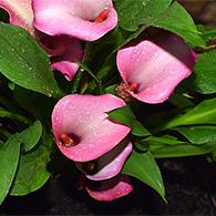 今日谷雨群芳竞发