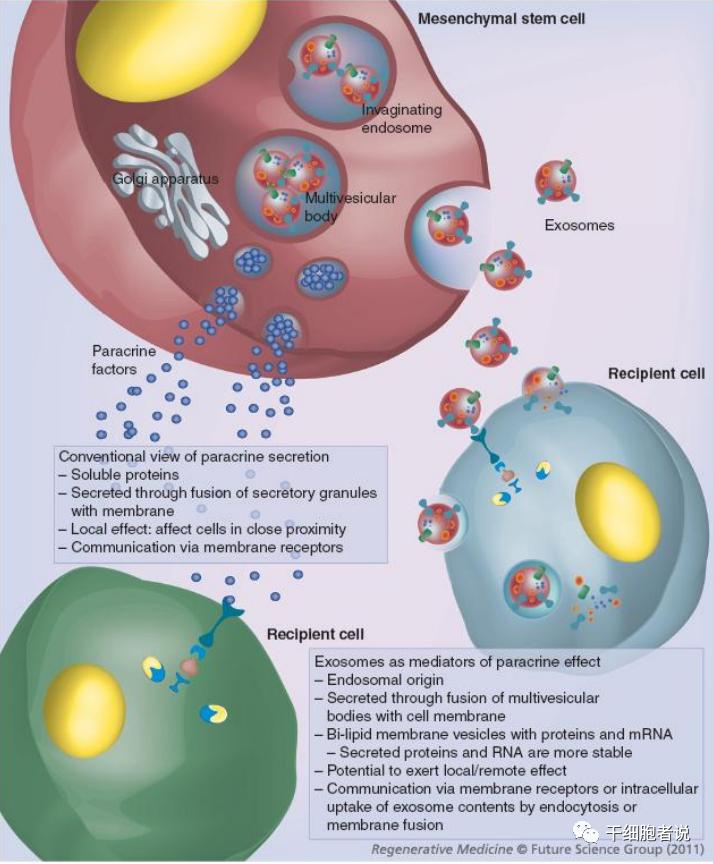 间充质干细胞银屑病复发,间充质干细胞和神经干细胞区别