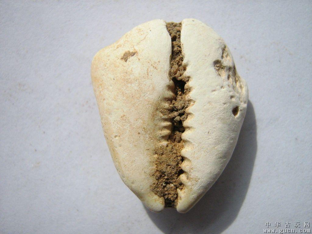 最早的贝壳货币值多少钱,贝壳货币起源于什么地方