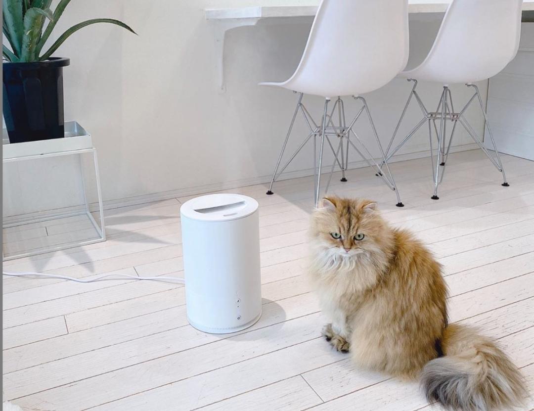 为什么房子里总有小毛毛,为什么房子里面会长蘑菇科学探究