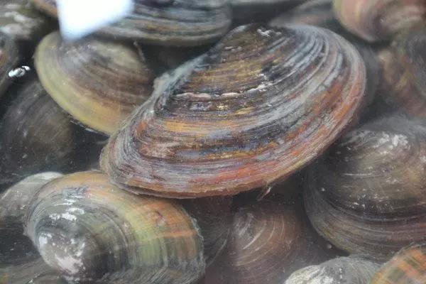 四月蚌的正宗做法,田螺河蚌的正确吃法