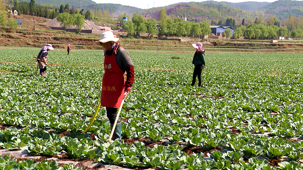 宣威高标准农田示范项目,筑巢引凤项目