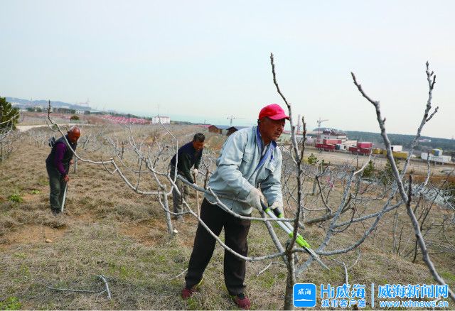 种下无花果拓宽致富路,可以长成大树的无花果品种