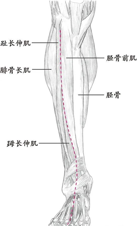 十四经络走向图高清,十四经络走向图