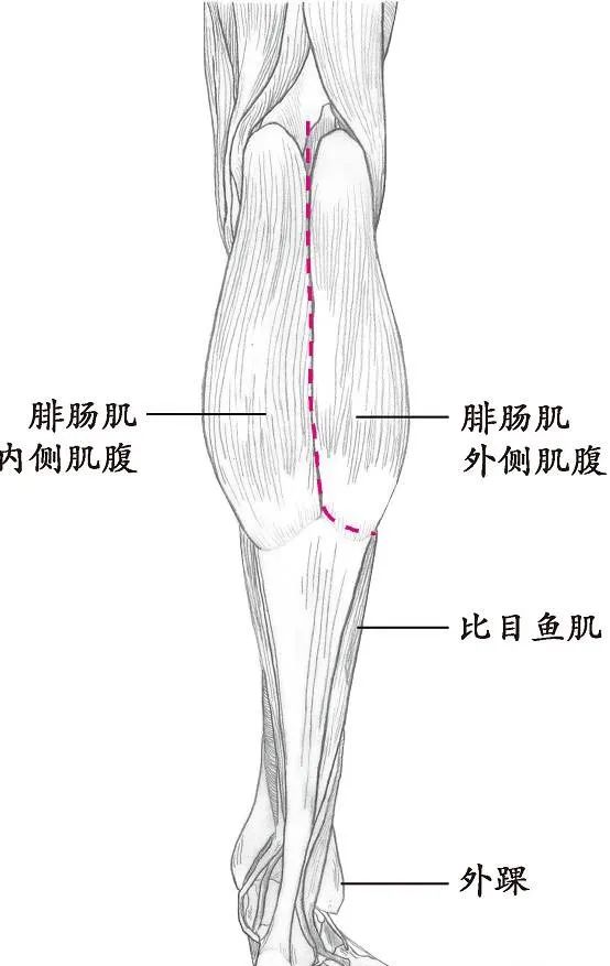 十四经络走向图高清,十四经络走向图