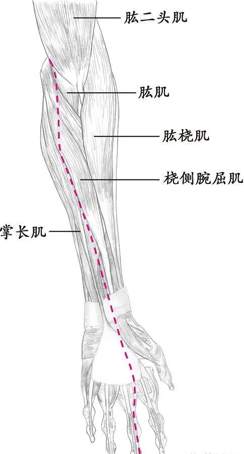 十四经络走向图高清,十四经络走向图
