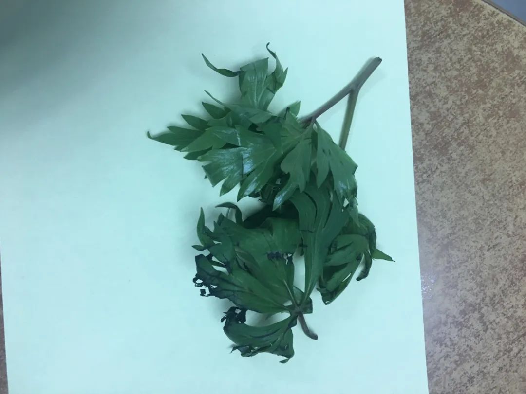 春季野菜不要随便挖这些野菜有毒,四月踏青路边的野菜能采吗