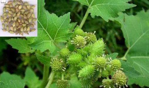 春季野菜不要随便挖这些野菜有毒,四月踏青路边的野菜能采吗