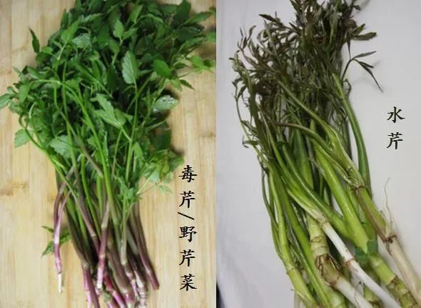 春季野菜不要随便挖这些野菜有毒,四月踏青路边的野菜能采吗