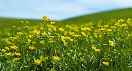春季野菜不要随便挖这些野菜有毒,四月踏青路边的野菜能采吗