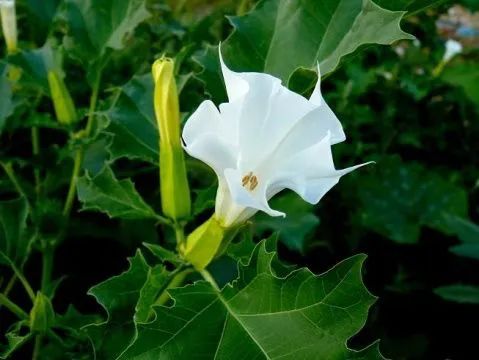 春季野菜不要随便挖这些野菜有毒,四月踏青路边的野菜能采吗