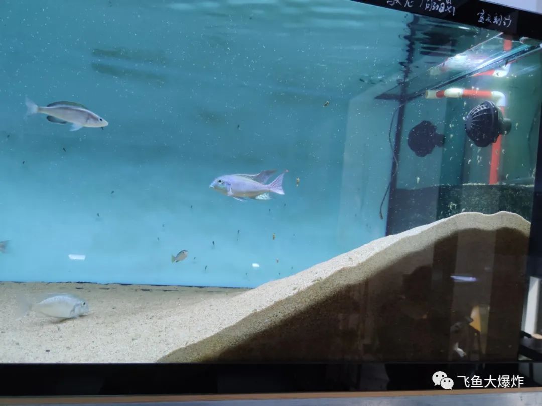 2020慈鲷筑巢大赛~非洲三湖沙雕艺术家的盛宴