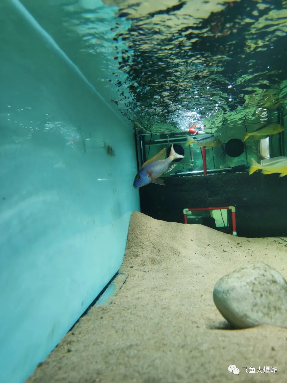 2020慈鲷筑巢大赛~非洲三湖沙雕艺术家的盛宴