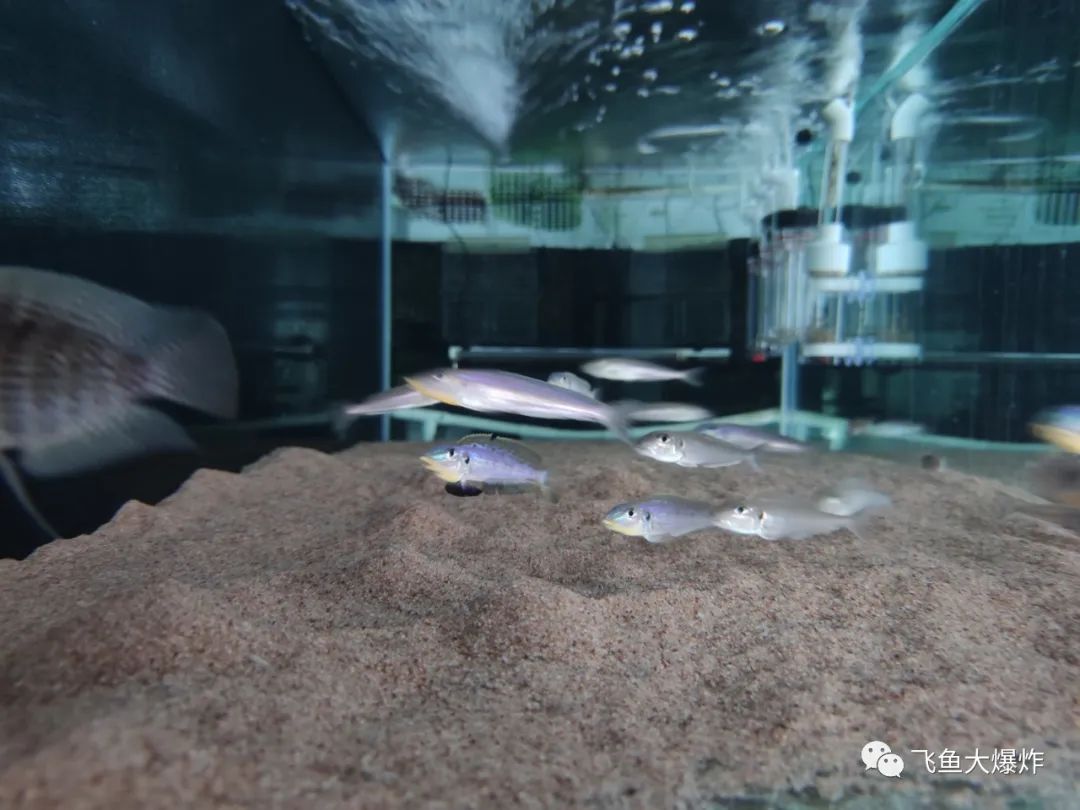 2020慈鲷筑巢大赛~非洲三湖沙雕艺术家的盛宴