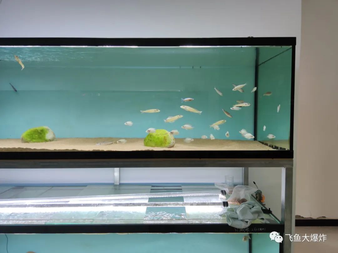 2020慈鲷筑巢大赛~非洲三湖沙雕艺术家的盛宴