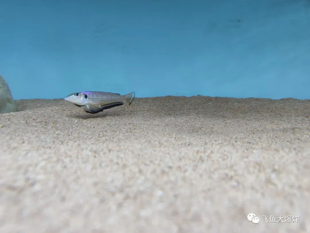 2020慈鲷筑巢大赛~非洲三湖沙雕艺术家的盛宴