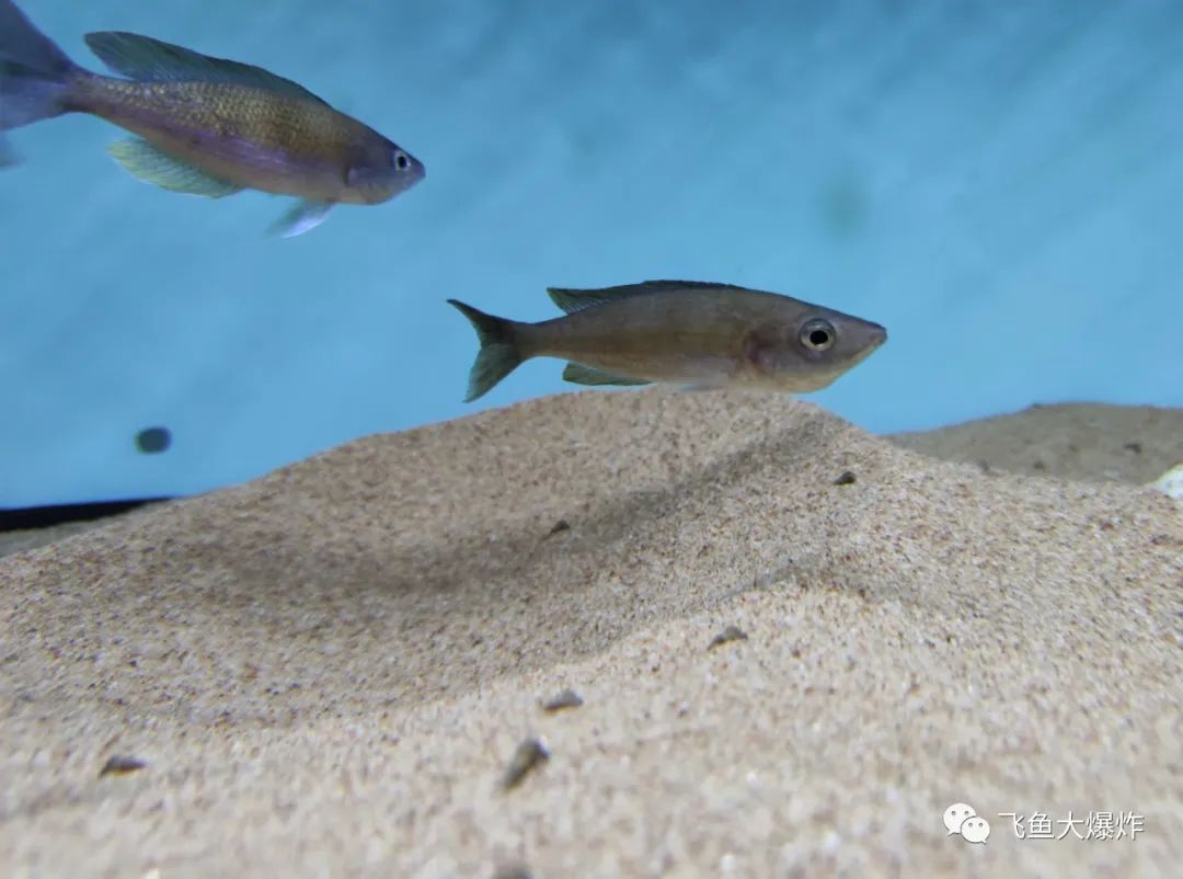 2020慈鲷筑巢大赛~非洲三湖沙雕艺术家的盛宴