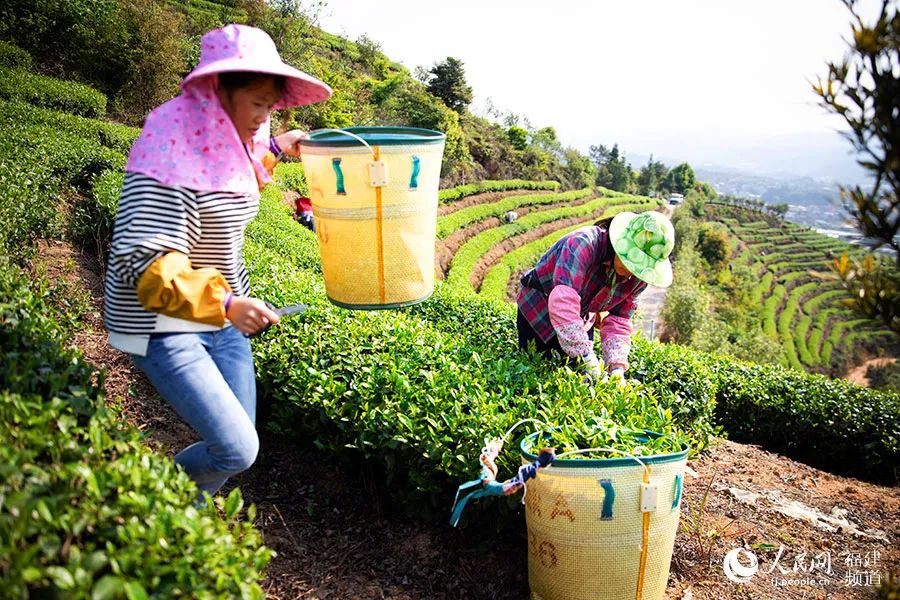 快看！满山“绿色金子”