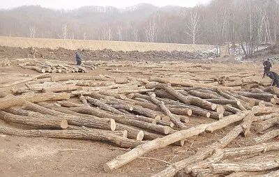 任意砍伐他人树木如何起诉,滥伐林木180立方怎么判刑