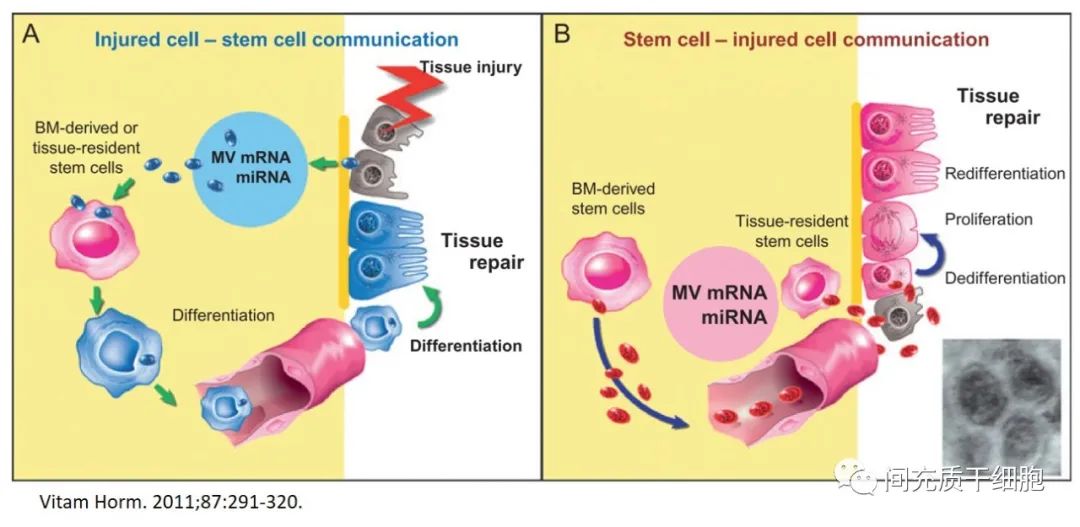 外泌体和干细胞可以一起回输吗,干细胞外泌体最新研究进展