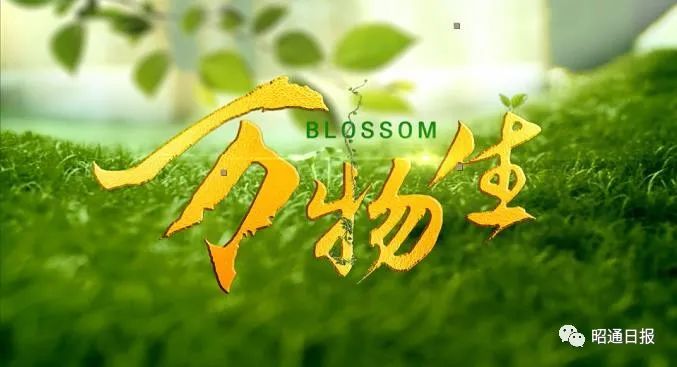 万物生电视剧,万物生微电影完整版