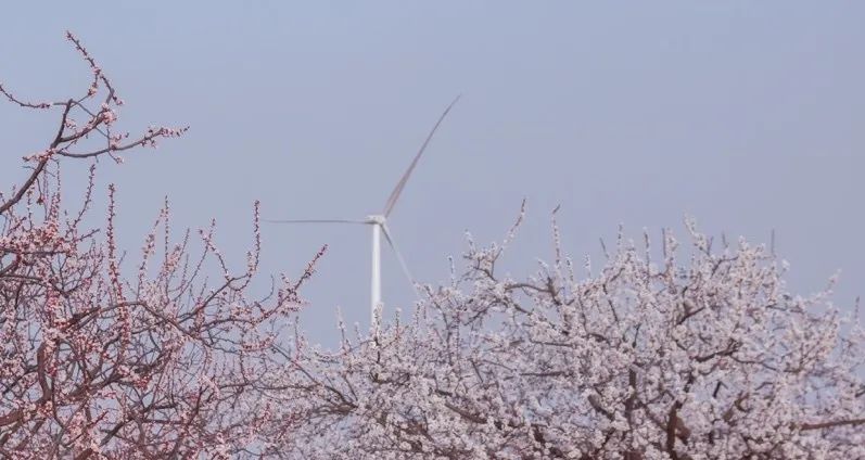 从燕园到家乡丨一种相思，两处*光春**