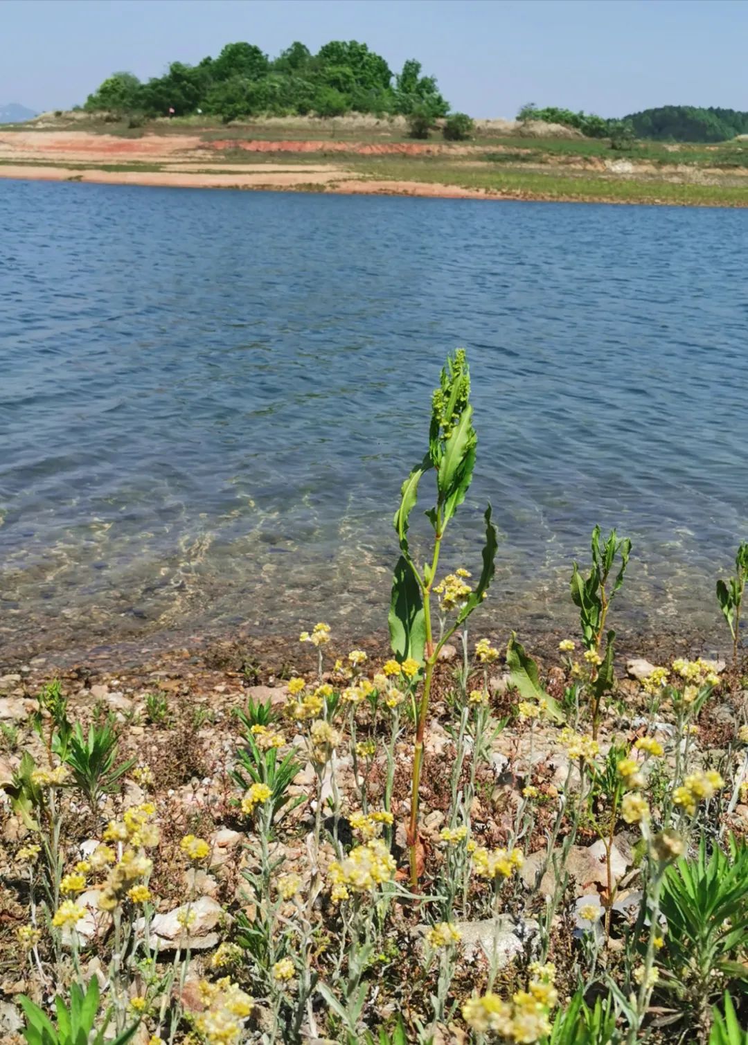 武汉开车1.5小时|通透如琉璃的“蓝丝绸”湖，有人在湖畔造了500亩撒欢营地「432集」