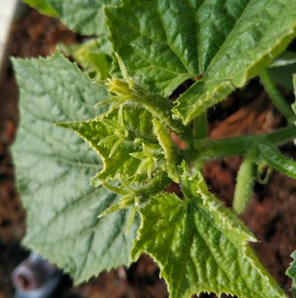 黄瓜幼苗期出现花打顶怎么解决,黄瓜花打顶的最佳方法