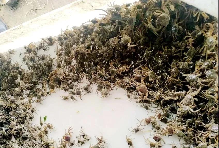 河蟹生态养殖技术与示范推广,河蟹养殖技术最新