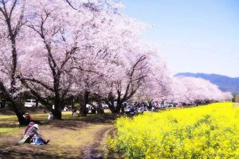 提醒丨这种花，种了就抓