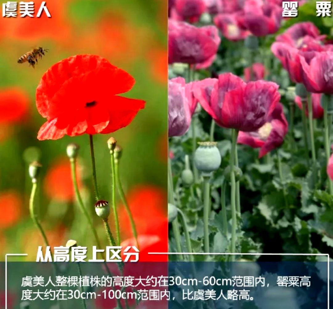 提醒丨这种花，种了就抓