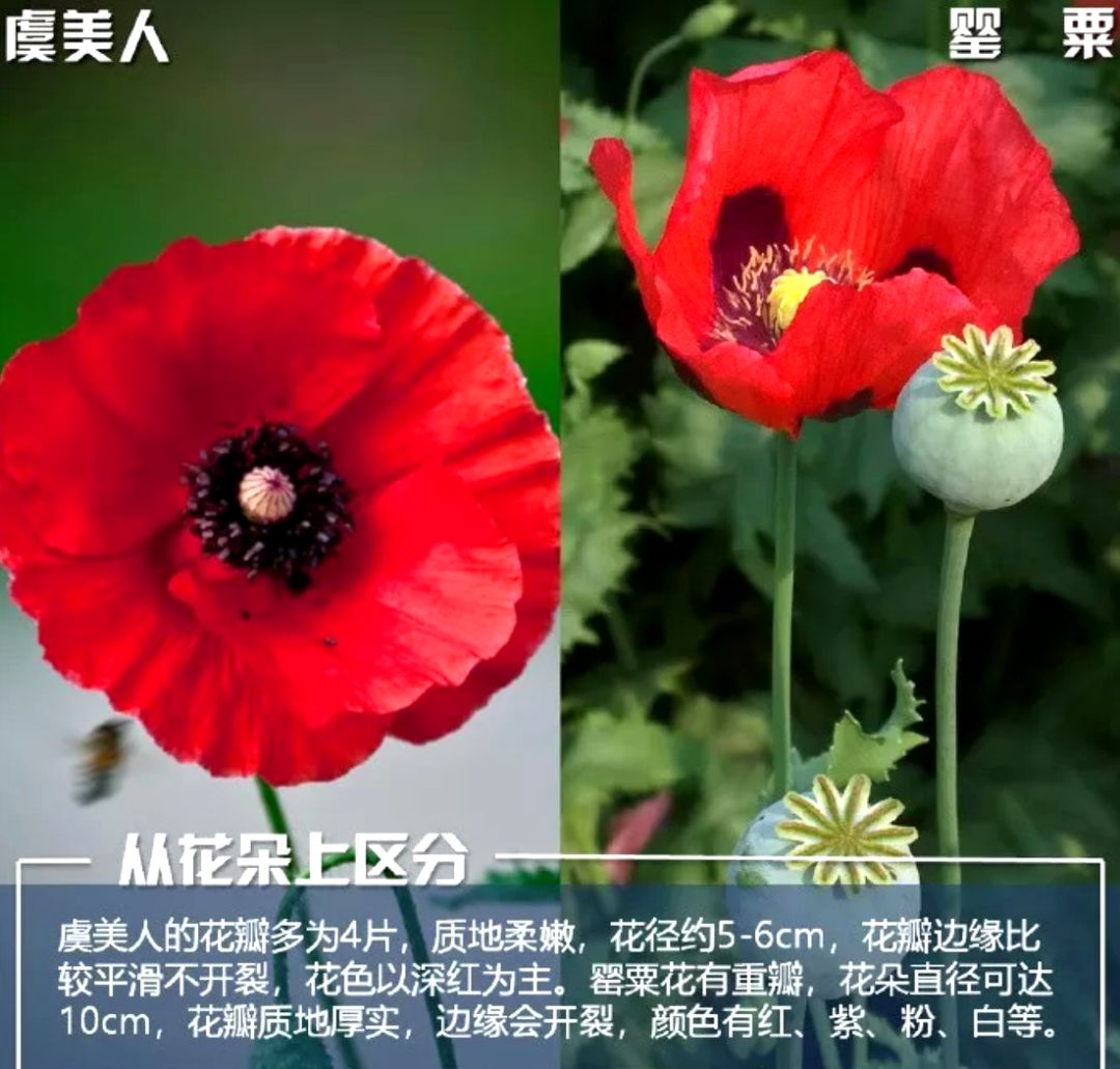 提醒丨这种花，种了就抓