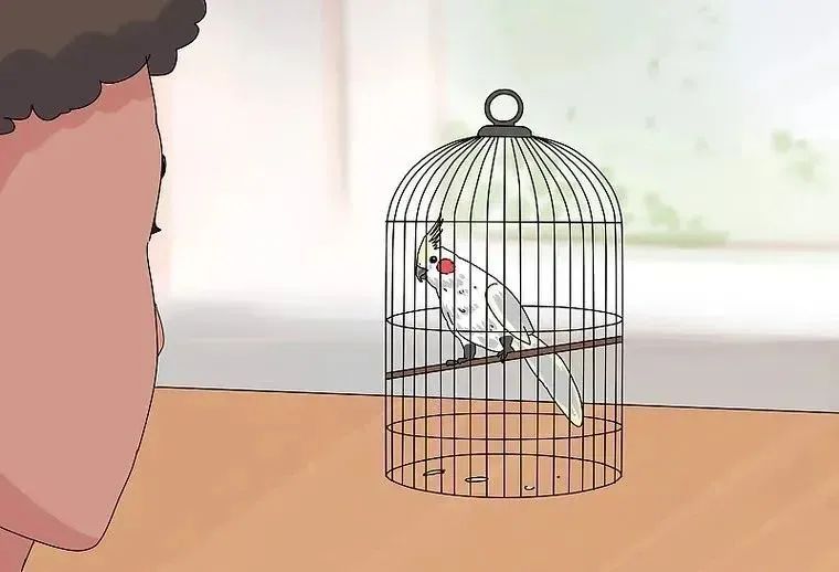 心疼……鸡尾鹦鹉拉稀了，怎么办？