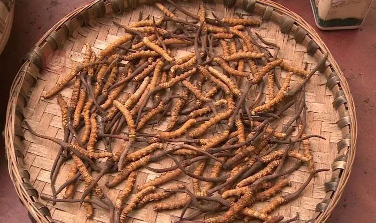 新鲜虫草已上市场，“软黄金”借网出山