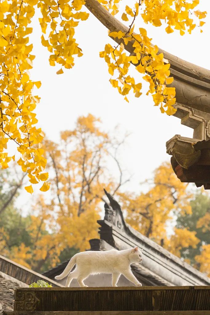 鑻忓窞鏁呬簨濠氱罕鎽勫奖,鐜嬭彶鐖变笌鐥涚殑杈圭紭绮よ