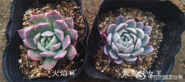 那些年被肉友爱过且脸盲过的月影系！你都有吗？