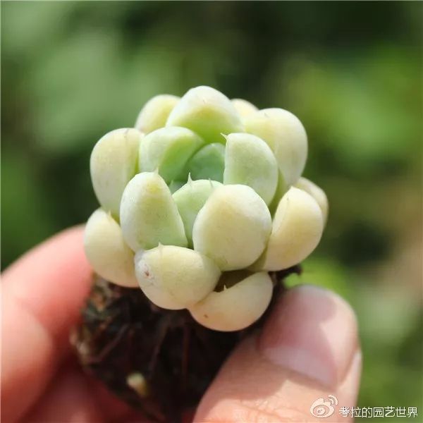 那些年被肉友爱过且脸盲过的月影系！你都有吗？