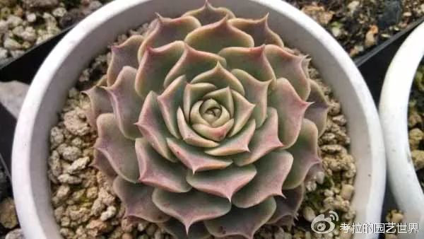 那些年被肉友爱过且脸盲过的月影系！你都有吗？