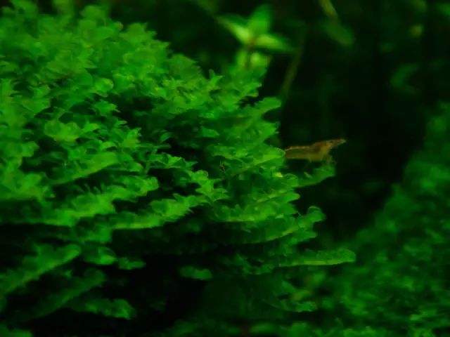 草缸适合养哪些冷水生物,纯绿苔缸适合养什么