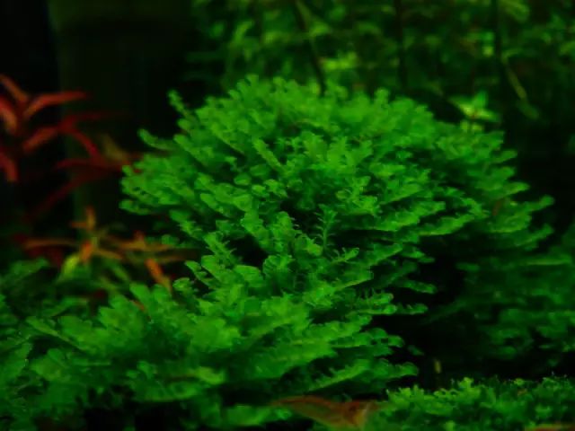 草缸适合养哪些冷水生物,纯绿苔缸适合养什么