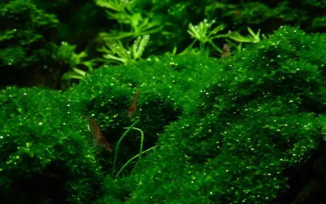 草缸适合养哪些冷水生物,纯绿苔缸适合养什么