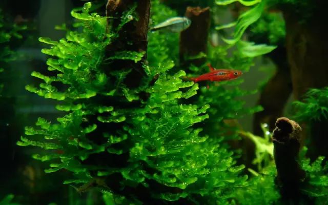 草缸适合养哪些冷水生物,纯绿苔缸适合养什么
