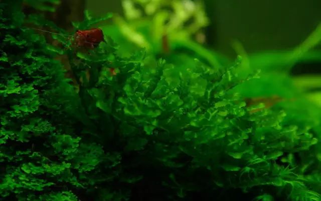 草缸适合养哪些冷水生物,纯绿苔缸适合养什么