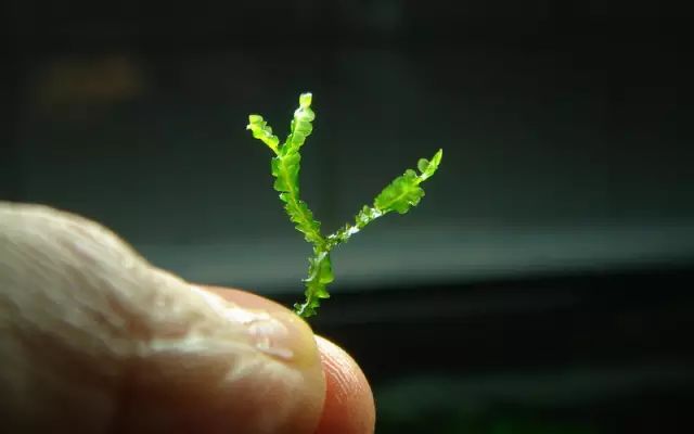 草缸适合养哪些冷水生物,纯绿苔缸适合养什么