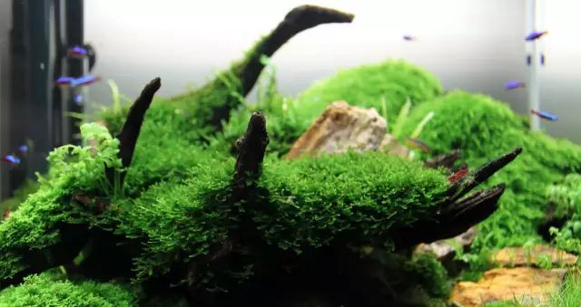 草缸适合养哪些冷水生物,纯绿苔缸适合养什么