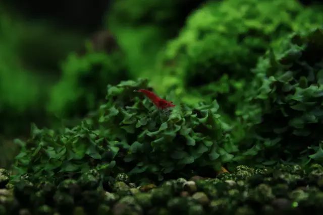草缸适合养哪些冷水生物,纯绿苔缸适合养什么