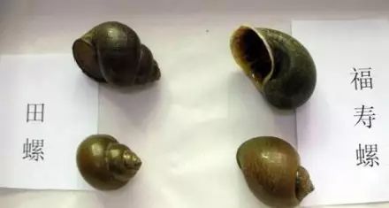 很多食物都有寄生虫,哪些食物也携带大量寄生虫